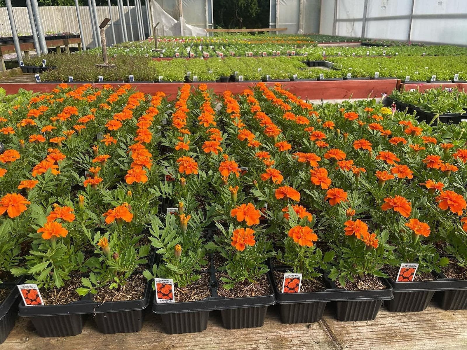 Rows of orange marigold bedding plants growing in the polytunnel